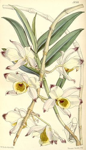 Dendrobium falconeri